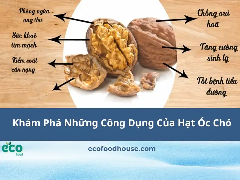 Khám Phá Những Công Dụng Của Hạt Óc Chó