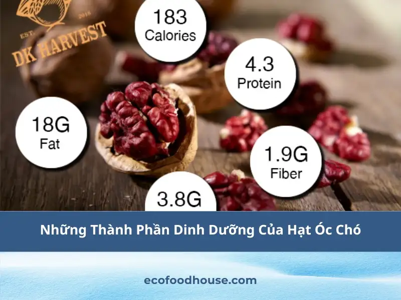 Những Thành Phần Dinh Dưỡng Của Hạt Óc Chó